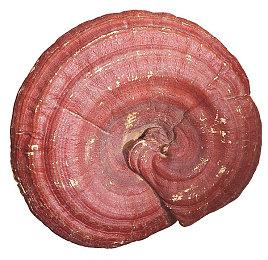 粉丝担忧Xbox Series S跑不动《GTA6》